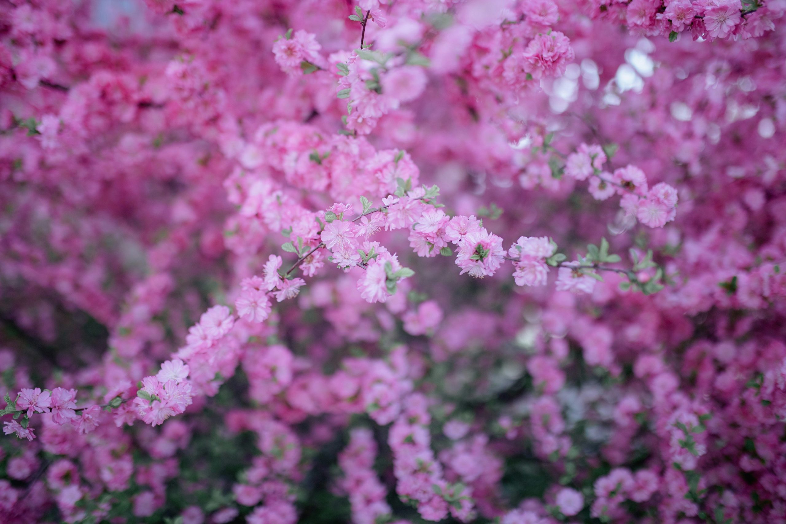 Close-up image showing natural ingredients used in organic blush.