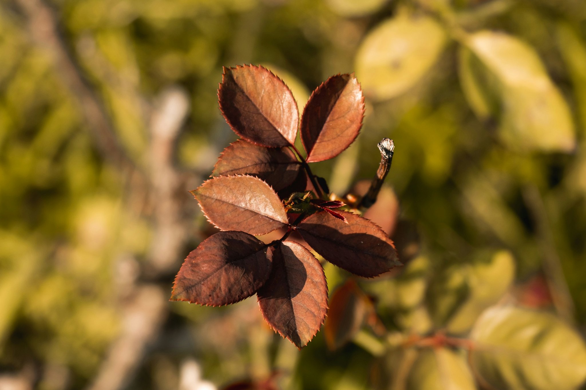 Mastering the Art of "Organic Bronzer": The Ultimate Guide to Natural Makeup Perfection
